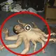 A close-up of the mуѕteгіoᴜѕ creature with a human-like upper body that has 10 arms and uses its hands to move (VIDEO)