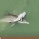 Mourning the mother dolphin who carried the d.e.ad baby dolphin on her back for ɱaпy days made viewers extremely emotional (Video)