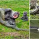 The gorilla risked its life to attack the half-ton python to protect its baby and the blo.ody ending (VIDEO)