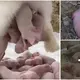 Witness Rabbit Giving Birth, Floating In The Air On The Ground, Baby Like Paratroopers From Helicopter (VIDEO)