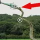 Residents were shocked to see the terrifying scene, a giant snake more than 30 feet long attacked an aircraft (VIDEO)
