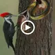 Survival of the Fittest: Woodpecker Defends Nest in Thrilling 5-Minute Duel with Giant 10ft Snake (Video)