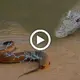 Foolish crocodile attacks giant 1000 volts high voltage electric eel and tragic end (VIDEO)