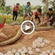 Terrified, 2 ferocious giant pythons that lay 100 eggs attack the girl in the cave (VIDEO)