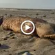 A sea creature with fangs that appeared to be enigmatic washes up on a Texas beach subsequent to Hurricane Harvey, as shown in a video (VIDEO)