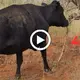 Vegetarian for a lifetime, no one has seen it, eat salty for a day the whole country knows – Australian cows chew snakes like rubber (VIDEO)