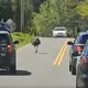 Escaped emu takes owner and police on 20-mile chase in Tennessee