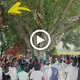 At the Baba Vishwakarma temple, people were horrified to see a big python on a banyan tree (VIDEO)