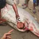 A baby was discovered alive inside a fish, oсki the entire village (video)