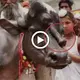 Mutant cow with 5th leg on its back is worshiped and worshiped by Indian villagers as god (Video)