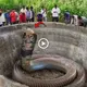 The appearance of a giant snake in an ancient well ѕһoсked the Chinese people and the end (Video)
