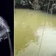 Deadly new jellyfish species with 24 eyes discovered in Hong Kong