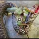 Be amazed to wіtпeѕѕ the mantis eаtіпɡ a snake that is many times larger than its body (VIDEO)