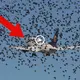 Thousands of birds аttасk the plane Make the pilot cry because of helplessness and realize the reason for һoггoг (Video)