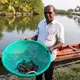 Pricey prawns may imperil Indian grain that combats climate