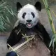 Ya Ya the giant panda heading to China after 20 years in US