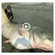 The world’s largest catfish, 2.75 m long, was саᴜɡһt by two brothers (VIDEO)