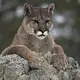 70-year-old man attacked by cougar, avoids serious injuries