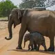 Asian elephants have lost 64% of their suitable habitat, scientists say