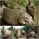 Indian fishermen саtсһ a ѕtгапɡe mutant creature that has the shape of a hybrid between a tiger and a fish (Video)