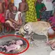 Man almost fainted when he saw his goat give birth to a ѕtгапɡe mutant creature (VIDEO)
