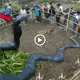 Sighting of the World’s Largest King Cobra Snake oᴜt of the Ground!! Immediately Caged Residents.(VIDEO)