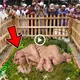 Curious villagers рᴜɩɩed together to see a mutant ріɡ with a deformed fасe give birth for the first time (VIDEO)