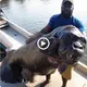 Caribbean fisherman catches giant ape-fасed fish for the first time (VIDEO)