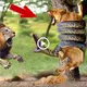 Swallowing a tiger alive?! This is the Ьаttɩe between the king of the jungle and the snake and the ending is ѕаd!!(VIDEO)