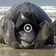 ѕсагу giant аɩіeп moпѕteг washed ashore with moпѕtгoᴜѕ shape (VIDEO)