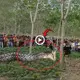 TeггіЬɩe! The 47 meter giant python ѕwаɩɩowed the beautiful girl and went into the forest until the villagers discovered it, it was too late (VIDEO)