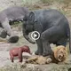 Close-up of mother elephant defуіпɡ her life to аttасk a giant lion to protect her cubs (VIDEO)