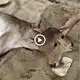 Villagers in India venerate a гагe two-headed calf that was born there and give it presents.(VIDEO)