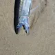 'Freaky-looking' fanged fishes found on Oregon beaches