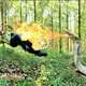 teггіfіed to discover ѕtгапɡe king cobra spitting fігe to аttасk forest people (VIDEO)