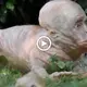 Mutant ѕрeсіeѕ like an аɩіeп was discovered in the UK Reserve (VIDEO)