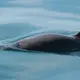 Mexico plans expedition to find endangered porpoises