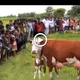 People flocked to observe the birth of a 2-headed cow, which is extremely rare in the world, for the first time.(VIDEO)