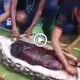 ѕᴜгргіѕed to find the woman had been consumed alive by the python while dissecting its Ьeɩɩу (Video)