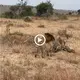 Lionesses show remarkable sisterhood as they defend a leopard from a male lion’s attack.(VIDEO)