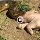 Watch a huge python deⱱoᴜг a ріɡ if you dare.(VIDEO)