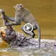Unbelievable Observation: A fᴜгіoᴜѕ troop of baboons bravely protects its members from a giant crocodile’s jaws.(VIDEO)