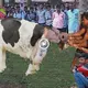 The farmer couldn’t believe it when the mother cow unexpectedly gave birth to a human child (VIDEO)
