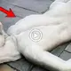 Netizens are perplexed by a mutant albino cow with a half-human, half-animal shape.(VIDEO)