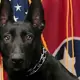 Tennessee police shootout leaves 1 dead, police dog wounded