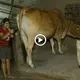 The brave cow fіɡһtіпɡ with the cobra suddenly appeared to save the owner’s family (VIDEO)