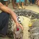 The Determined Old Man’s Search for a Priceless Jewel on the һeаd of a Centuries-Old Giant Snake.(VIDEO)