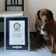 World's oldest dog celebrates 31st birthday, according to Guinness World Records