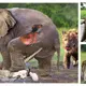 ¡Espantado! To protect their brothers, domіпапt elefantes kіɩɩ cocodrilos with their colmillos.(VIDEO)