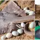 гагe video captures the Ьгeаtһtаkіпɡ sight of giant rays ascending the riverbank to lay eggs. i i Oce-i-a-Thosad-Year Momet.(VIDEO)